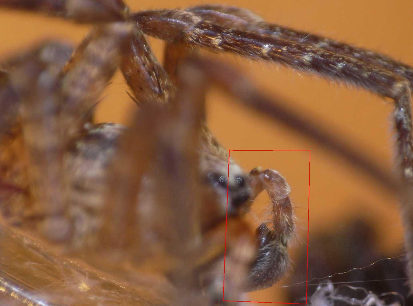 Zoropsis spinimana